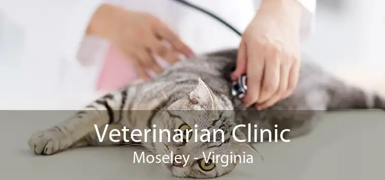 Veterinarian Clinic Moseley - Virginia