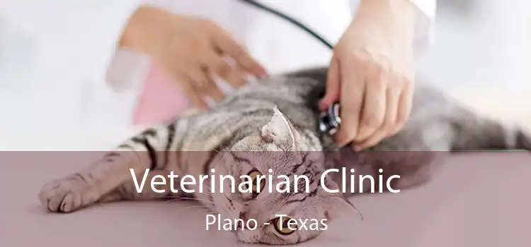 Veterinarian Clinic Plano - Texas