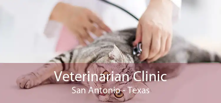 Veterinarian Clinic San Antonio - Texas