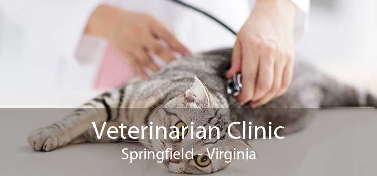 Veterinarian Clinic Springfield - Virginia