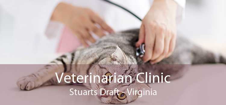 Veterinarian Clinic Stuarts Draft - Virginia