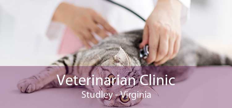 Veterinarian Clinic Studley - Virginia