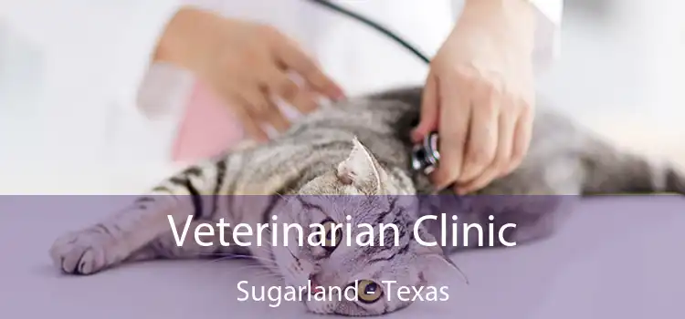 Veterinarian Clinic Sugarland - Texas