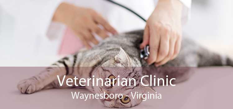 Veterinarian Clinic Waynesboro - Virginia