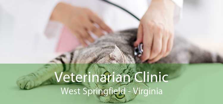 Veterinarian Clinic West Springfield - Virginia