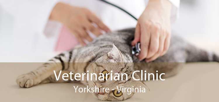 Veterinarian Clinic Yorkshire - Virginia