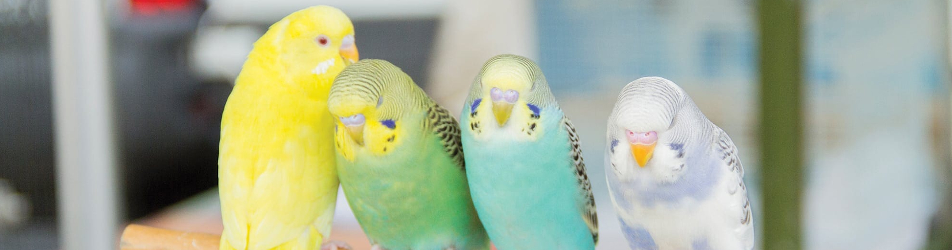 Bird Vet Woodlawn CDP Emergency Exotic Avian Vet Near Me