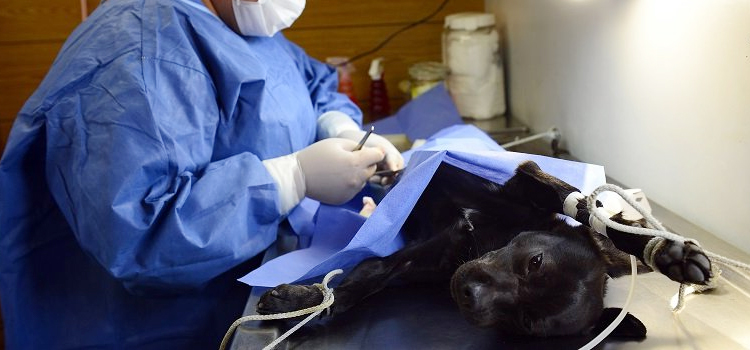 Winchester animal hospital veterinary surgery