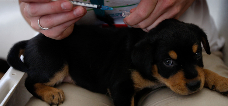 dog vaccination operation in 