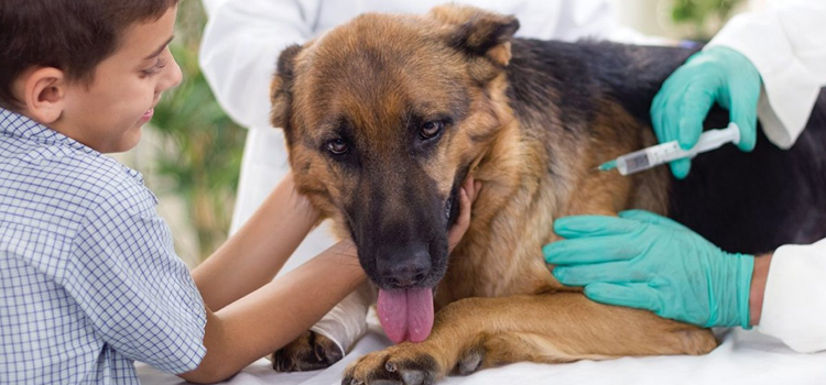 dog vaccination dispensary