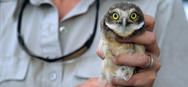 bird regular veterinary dispensary in Richlands dispensary