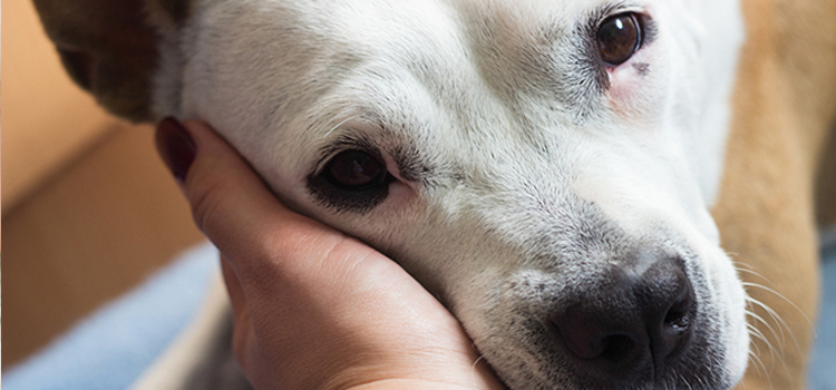 Dog Euthanasia Drugs surgery in West Falls Church