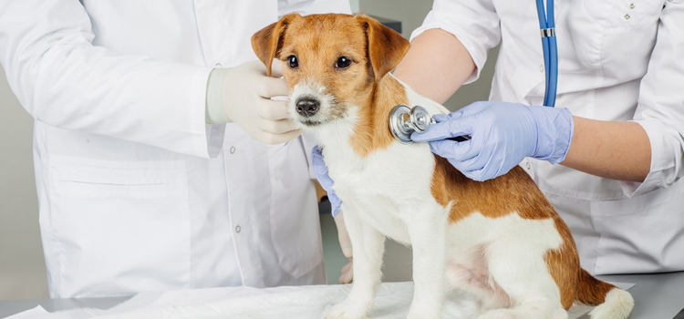 spay and neuter surgery in Burke Centre