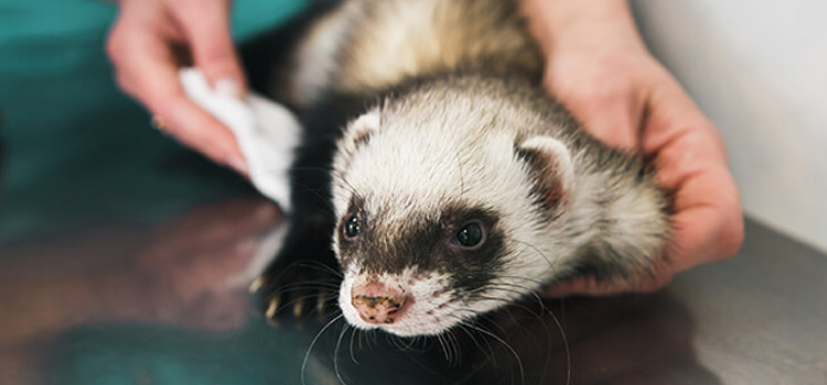 24/7 Vet Emergency Vet procedure in Woodburn
